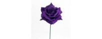 Volatile Purple Rose bij groothandel MAZ Beautyland kopen?