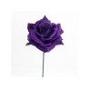 Volatile Purple Rose